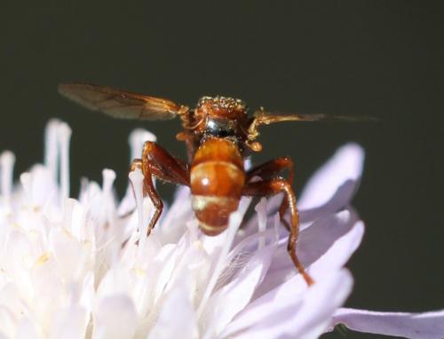 Sicus ferrugineus